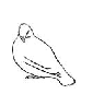 Dove